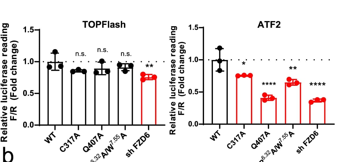 Open access visualization of Bar Plot, Error Bars, TOPFlash Reporter, ATF2-luc Reporter, SRA 01/04 Cells