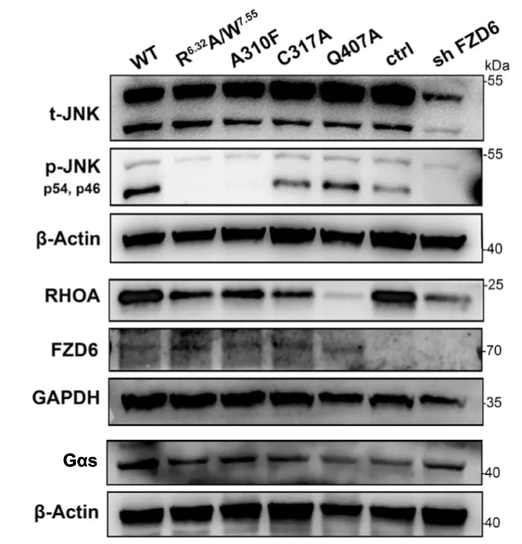 Open access visualization of Gel, Western Blot, t-JNK, p-JNK, RHOA
