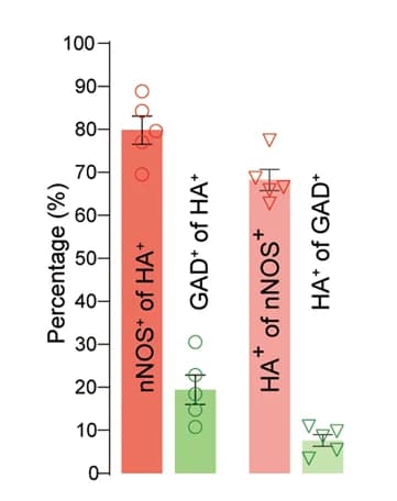 Open access visualization of Bar Plot, Error Bars, Scatter Plot, HA-positive Cells, nNOS