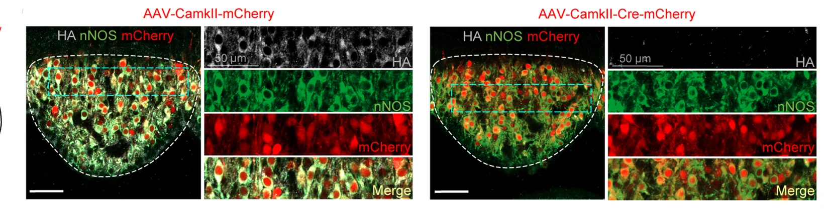 Open access visualization of Microscopy, Images, TMEM63B Knockout, Immunostaining, HA