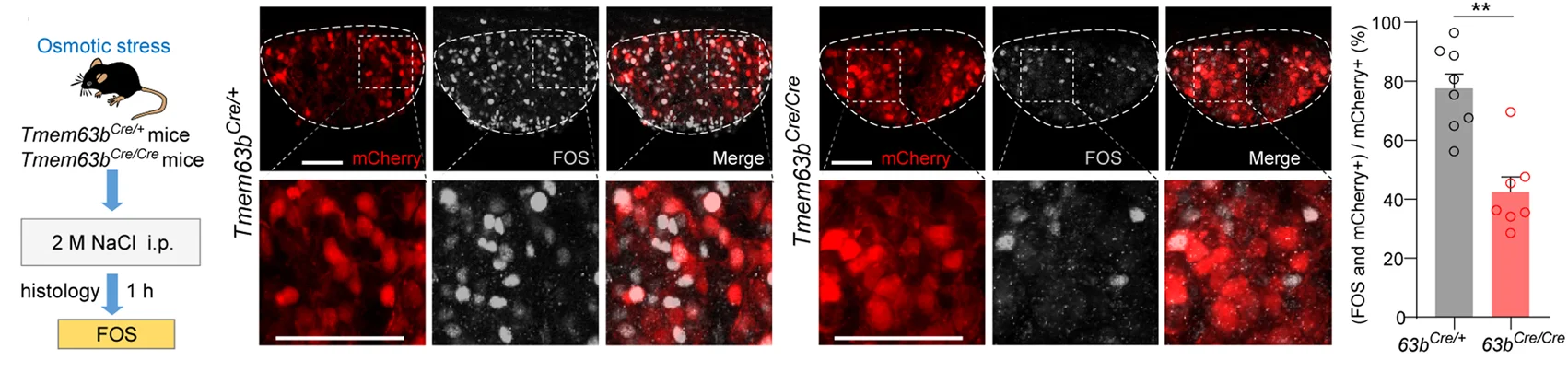 Open access visualization of Bar Plot, Microscopy, Illustration, Experimental Design, SFO TMEM63B Neurons