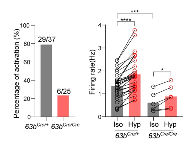 Open access visualization of Bar Plot, Line Plot, Activated Neurons, Hypertonic Solution, Firing Rates