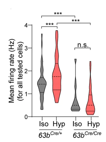Open access visualization of Violin Plot, Mean Firing Rate, Neurons