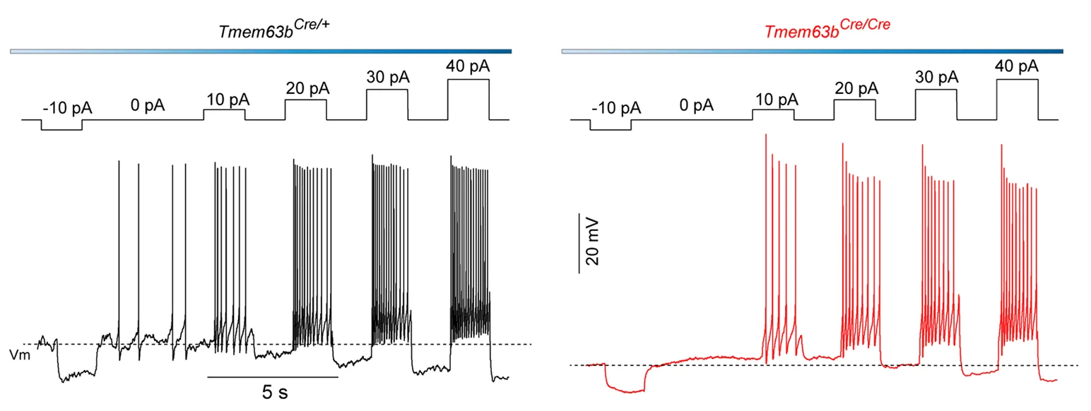 Open access visualization of Line Plot, Line Step, Spike Pattern, SFO TMEM63B Neurons, Depolarizing Currents