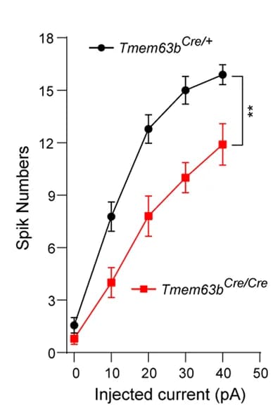Open access visualization of Line Plot, Error Bars, Spike Current Curves, SFO TMEM63B Neurons, Injected Current
