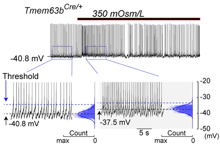 Open access visualization of Line Plot, Density Plot, Action Potential, SFO TMEM63B Neurons, Tmem63b Cre/+ Mice