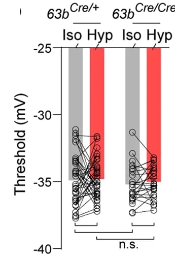 Open access visualization of Scatter Plot, Bar Plot, Threshold, Tmem63b Cre/+ Neurons, Tmem63b Cre/Cre Neurons