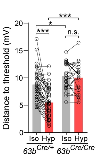 Open access visualization of Bar Plot, Scatter Plot, Subthreshold Depolarization, Tmem63b Cre/+ Mice, Tmem63b Cre/Cre Mice