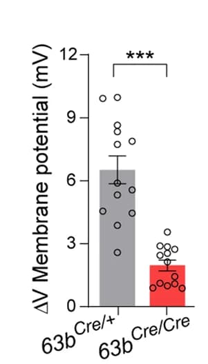 Open access visualization of Bar Plot, Error Bars, Scatter Plot, Depolarized Membrane Potential, Tmem63b Cre/+ Neurons
