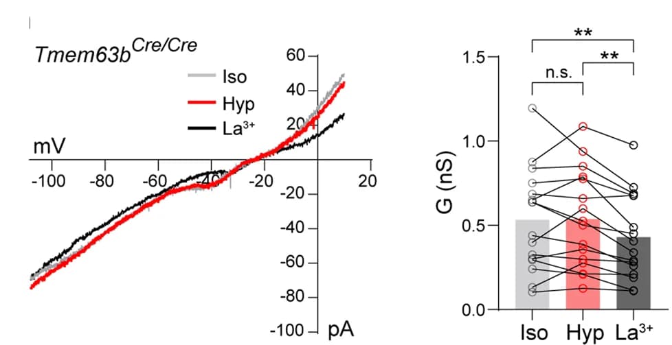 Open access visualization of Line Plot, Bar Plot, Currents, Ramp Voltage Protocol, Tmem63b Cre/Cre Mice