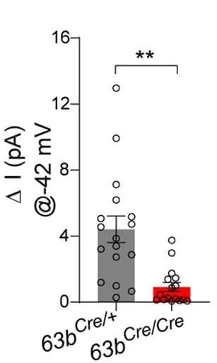 Open access visualization of Bar Plot, Scatter Plot, Error Bars, Current, RMP