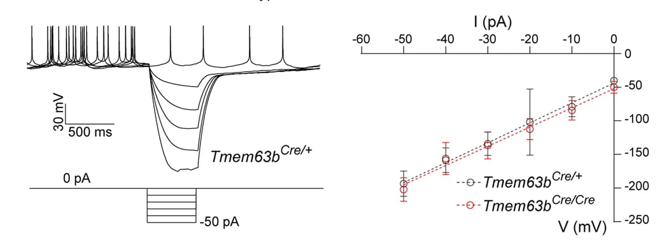 Open access visualization of Line Plot, Error Bars, Line Step, Voltage Deflections, Tmem63b Cre/+ Neuron