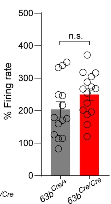 Open access visualization of Bar Plot, Error Bars, Scatter Plot, Activation Ratio, Firing Rate