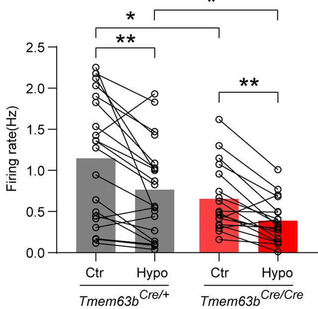 Open access visualization of Bar Plot, Scatter Plot, Firing Rate, SFO TMEM63B Neuron, Tmem63b Cre/+ Mice