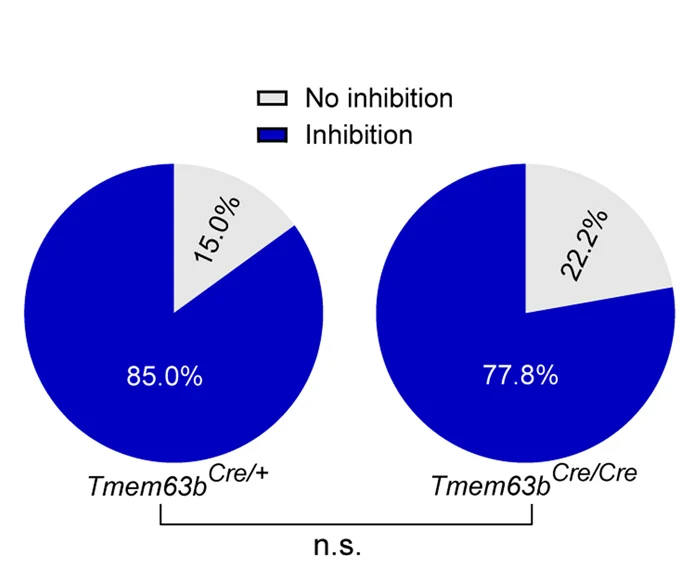 Open access visualization of Pie Chart, Neurons, Hypotonic Stimulation, Response