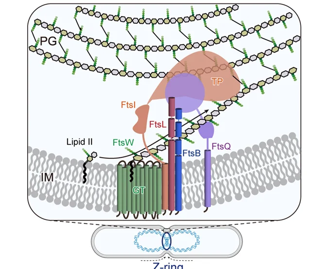 Open access visualization of Illustration, Workflow, Peptidoglycan Synthesis, Divisome Complex, FtsWIQLB