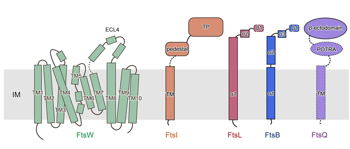 Open access visualization of Illustration, Workflow, Topology, FtsW, FtsI