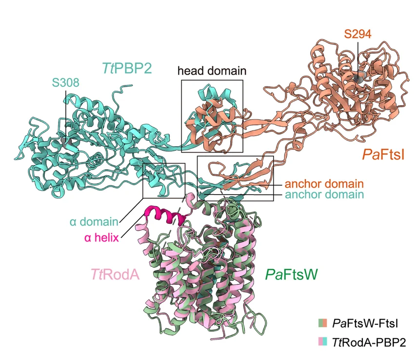 Open access visualization of Protein Structure, 3D Plot, Structural Superimposition, Pa FtsW-FtsI, Tt RodA-PBP2
