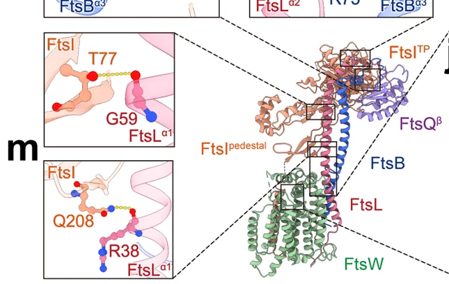 Open access visualization of Protein Structure, Chemical Structure, Interactions, FtsWIQLB Complex, Hydrogen Bonds