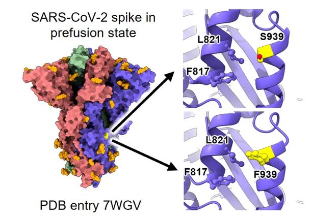 Open access visualization of Protein Structure, S939F Mutation, Prefusion State, S Protein, WT S Trimer