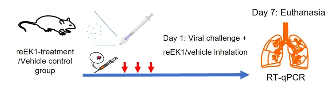 Open access visualization of Workflow, Illustration, In Vivo, Protective Experiments, reEK1