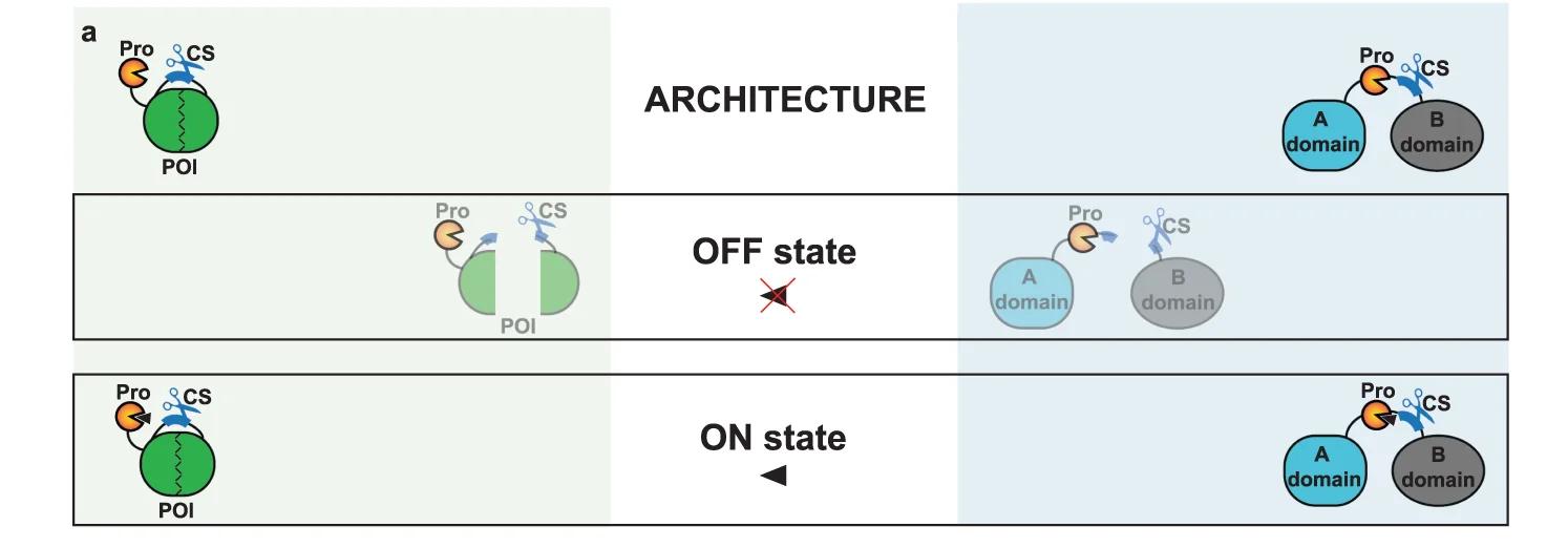 Open access visualization of Workflow, Flowchart, Illustration, Protein Switches, Protease Cleavage Site