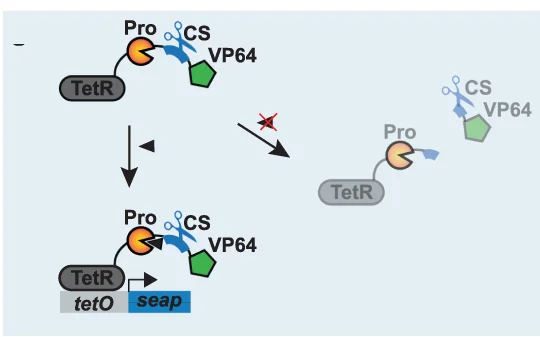 Open access visualization of Workflow, Illustration, Post-Translational Regulation, Transcription Factor, TetR-VP64