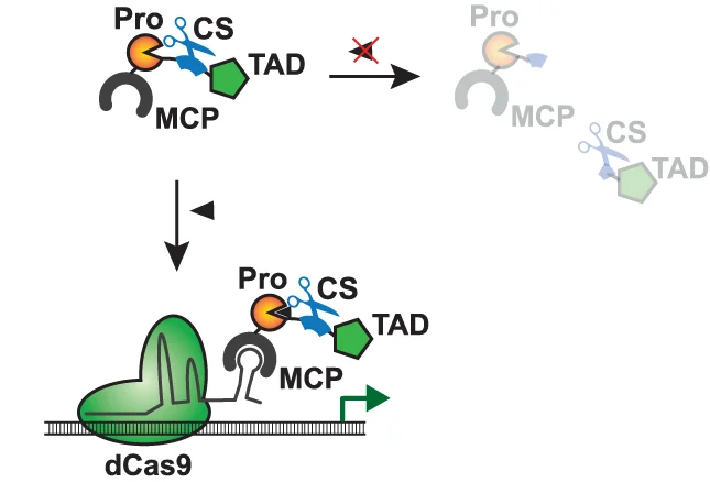 Open access visualization of Workflow, Illustration, iCROP-MCP VP64 System, dCas9, Transcription Regulation