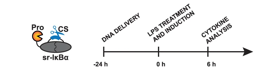Open access visualization of Workflow, Illustration, Timeline, In Vivo Study, iCROP-sr-IκBα