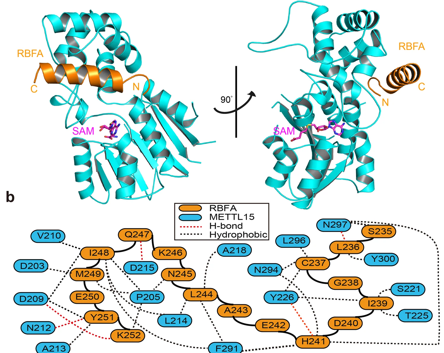 Open access visualization of Protein Structure, Network, METTL15, hsRBFA, SAM