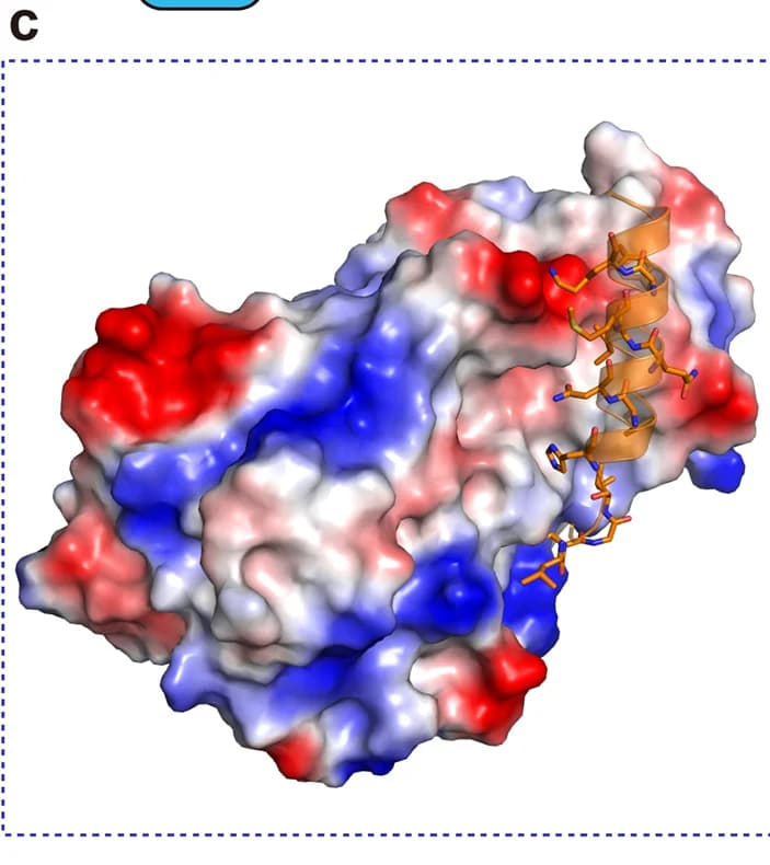 Open access visualization of Protein Structure, METTL15, hsRBFA, Protein Interactions, Hydrogen Bonds