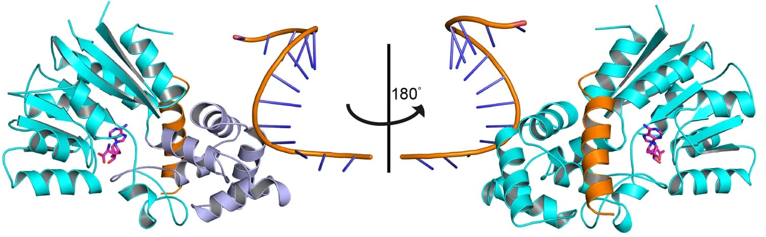 Open access visualization of Protein Structure, Chemical Structure, METTL15, RNA, hsRBFA