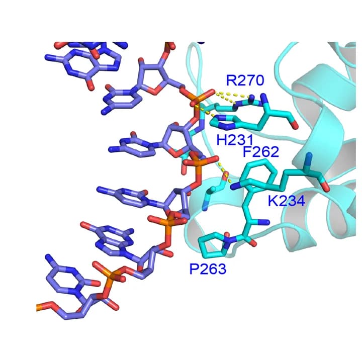 Open access visualization of Protein Structure, Chemical Structure, METTL15, h44_dsRNA1, Hydrogen Bonds