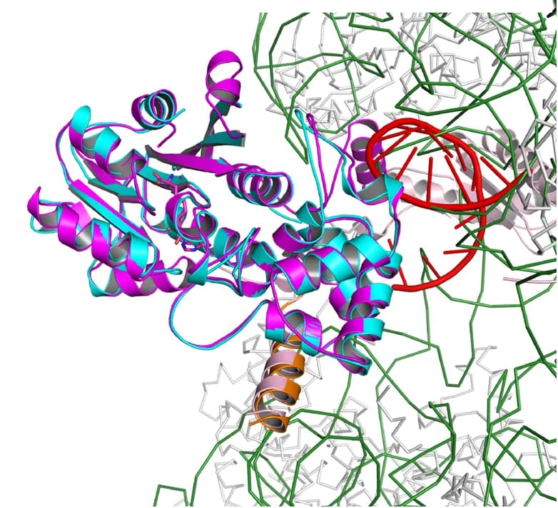 Open access visualization of Protein Structure, Chemical Structure, METTL15, RNA, hsRBFA