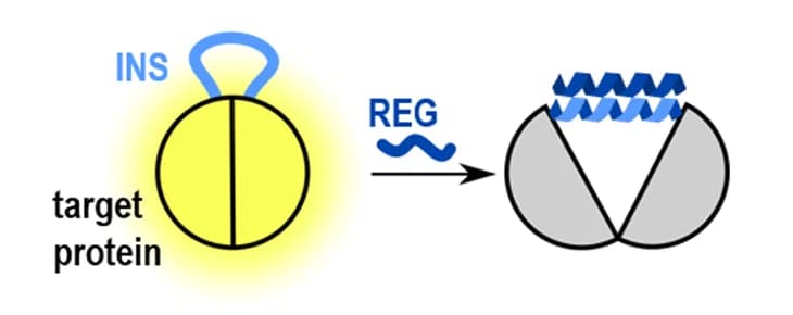 Open access visualization of Workflow, Flowchart, Illustration, INRSTR, Peptide