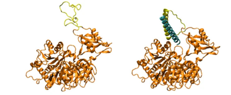 Open access visualization of Protein Structure, Molecular Model, Firefly Luciferase, CC-forming Peptide, Regulatory Peptide