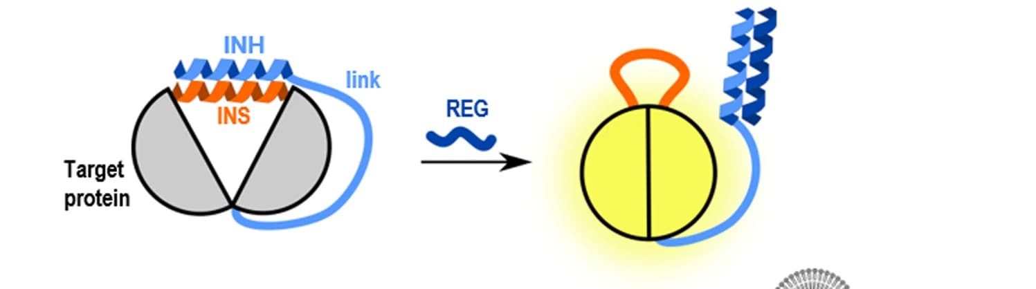 Open access visualization of Workflow, Illustration, ON-INSRTR Design, CC Peptide, Inhibitory Peptide