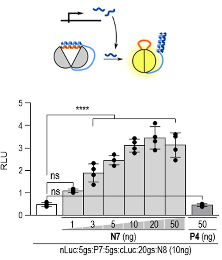 Open access visualization of Bar Plot, Error Bars, Peptide Delivery Systems, ON-INSRTR System, Firefly Luciferase