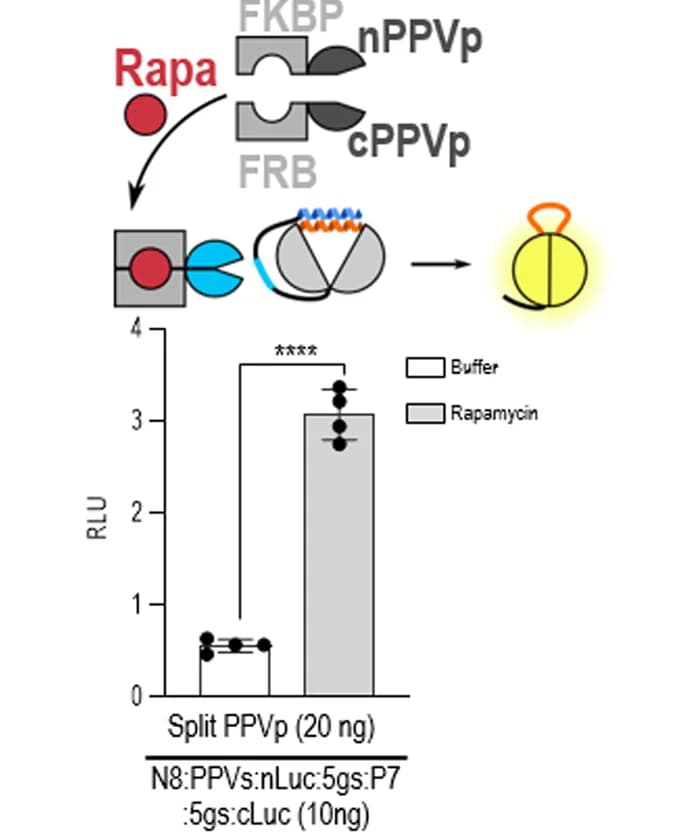 Open access visualization of Bar Plot, Error Bars, Chemical Regulation, INSRTR, Protease Regulation