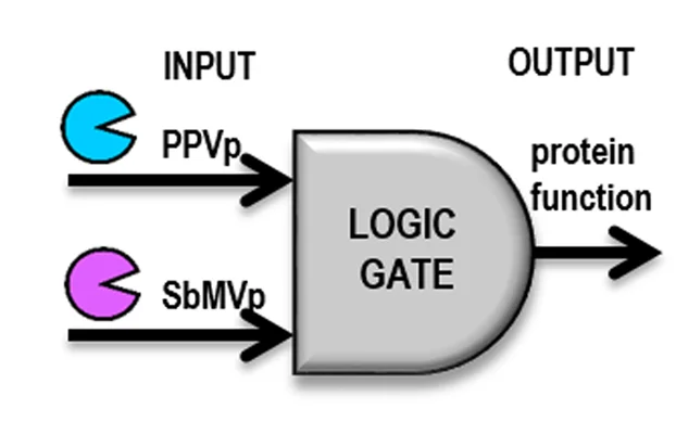 Open access visualization of Workflow, Flowchart, Illustration, Protease, Logic Gates