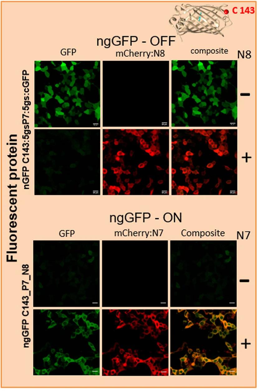 Open access visualization of Microscopy, INSRTR Regulation, Proteins, Fluorescent Protein, GFP
