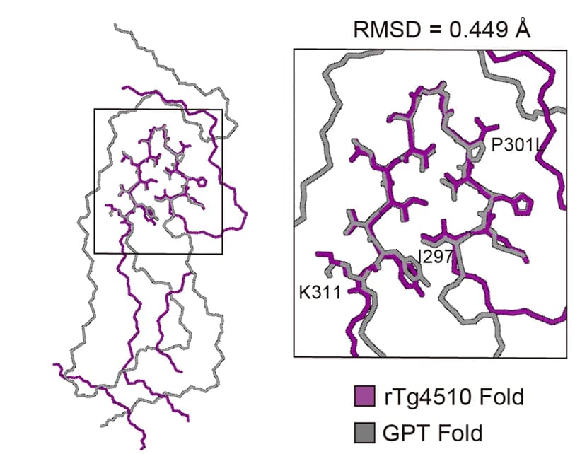 Open access visualization of Protein Structure, 3D Plot, rTg4510 Tau, GPT Fold, RMSD