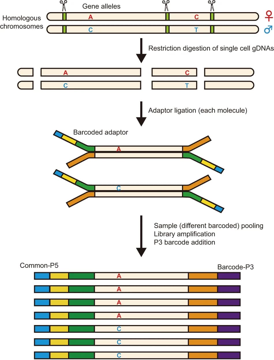 Open access visualization of Workflow, Illustration, Single Cell, Genomic DNA, Barcoding