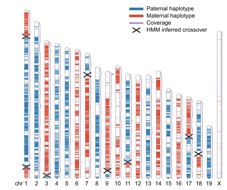 Open access visualization of Bar Plot, Line Plot, Parental Haplotype Contribution Map, Chromosomes, Sperm Cells