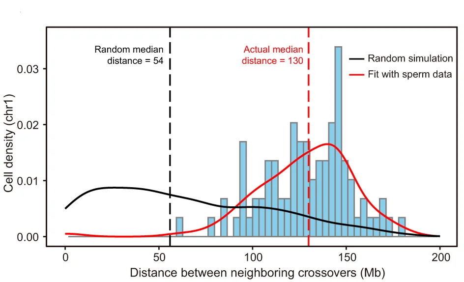 Open access visualization of Histogram, Line Plot, Crossover Interference, Chromosome 1, Male Meiosis