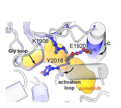 Open access visualization of Protein Structure, Chemical Structure, Active Site, ATP-Bound Inactive LRRK2, Ponatinib-Bound LRRK2
