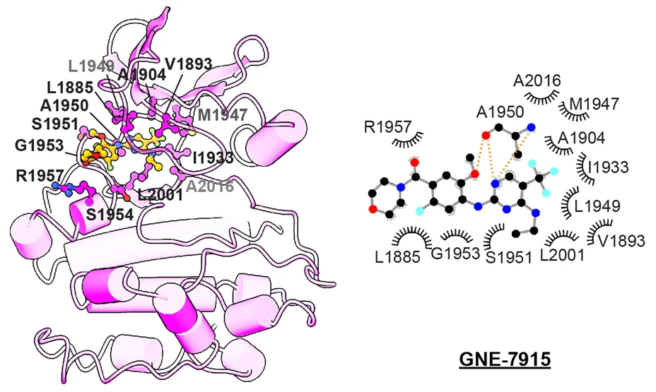 Open access visualization of Protein Structure, Chemical Structure, GNE-7915, LRRK2 KIN Domain, Inhibitor-Binding Site