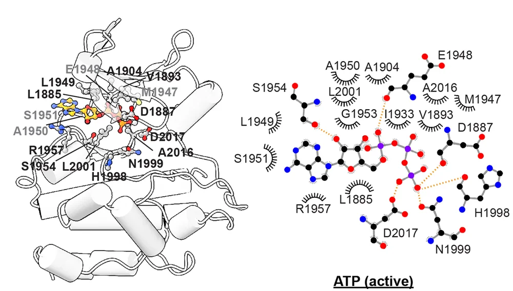 Open access visualization of Chemical Structure, ATP, LRRK2 KIN Domain, ATP-Binding Site