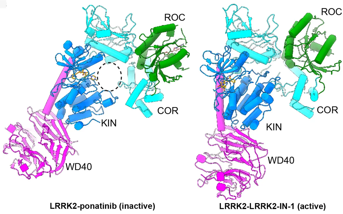 Open access visualization of Protein Structure, LRRK2-Ponatinib Complex, LRRK2-LRRK2-IN-1 Complex, KIN Domain, COR Domain