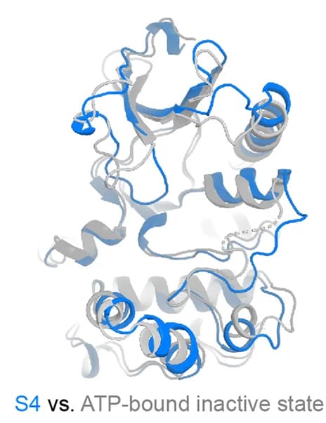 Open access visualization of Protein Structure, S4 State, ATP-Bound Inactive State, Comparison